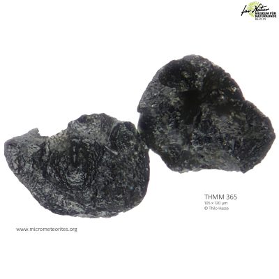 THMM365